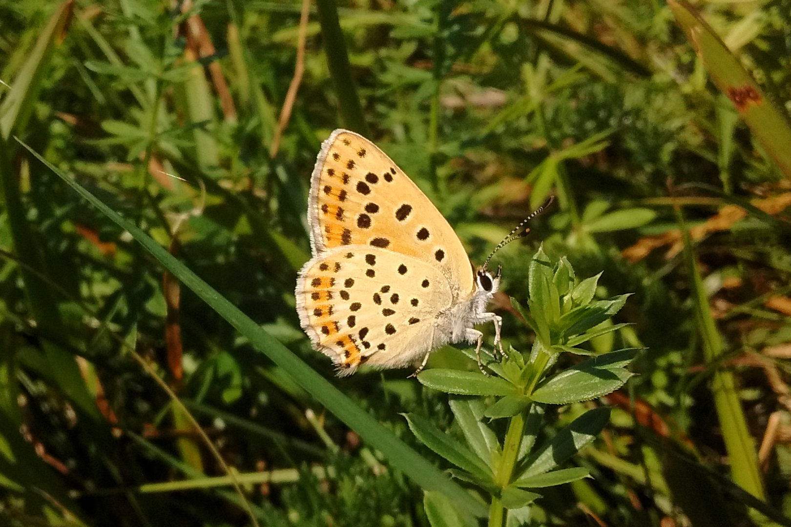 Weibchen, Flügelunterseite