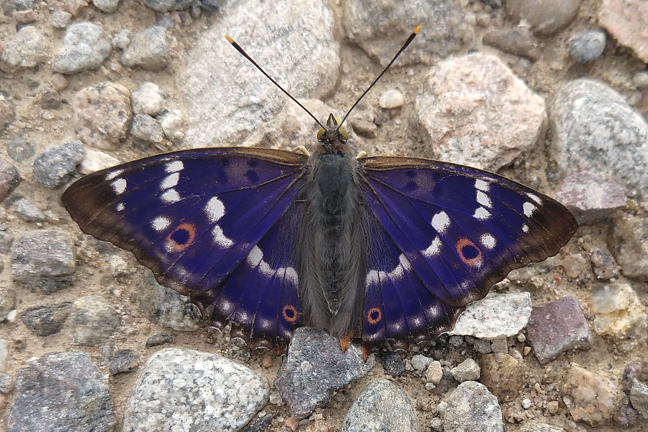 Männchen, Flügeloberseite