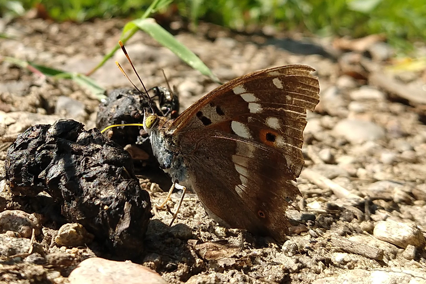 Männchen, Flügelunterseite