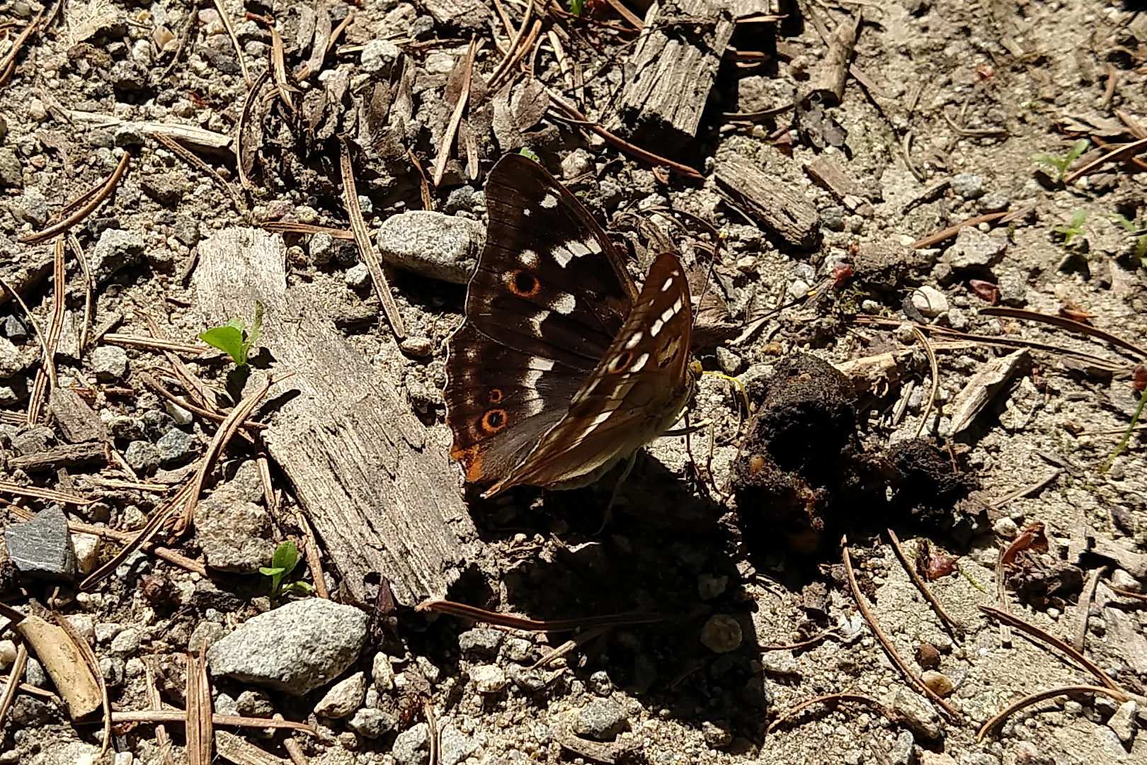 Weibchen, Flügeloberseite