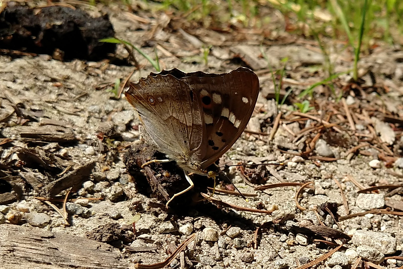 Weibchen, Flügelunterseite