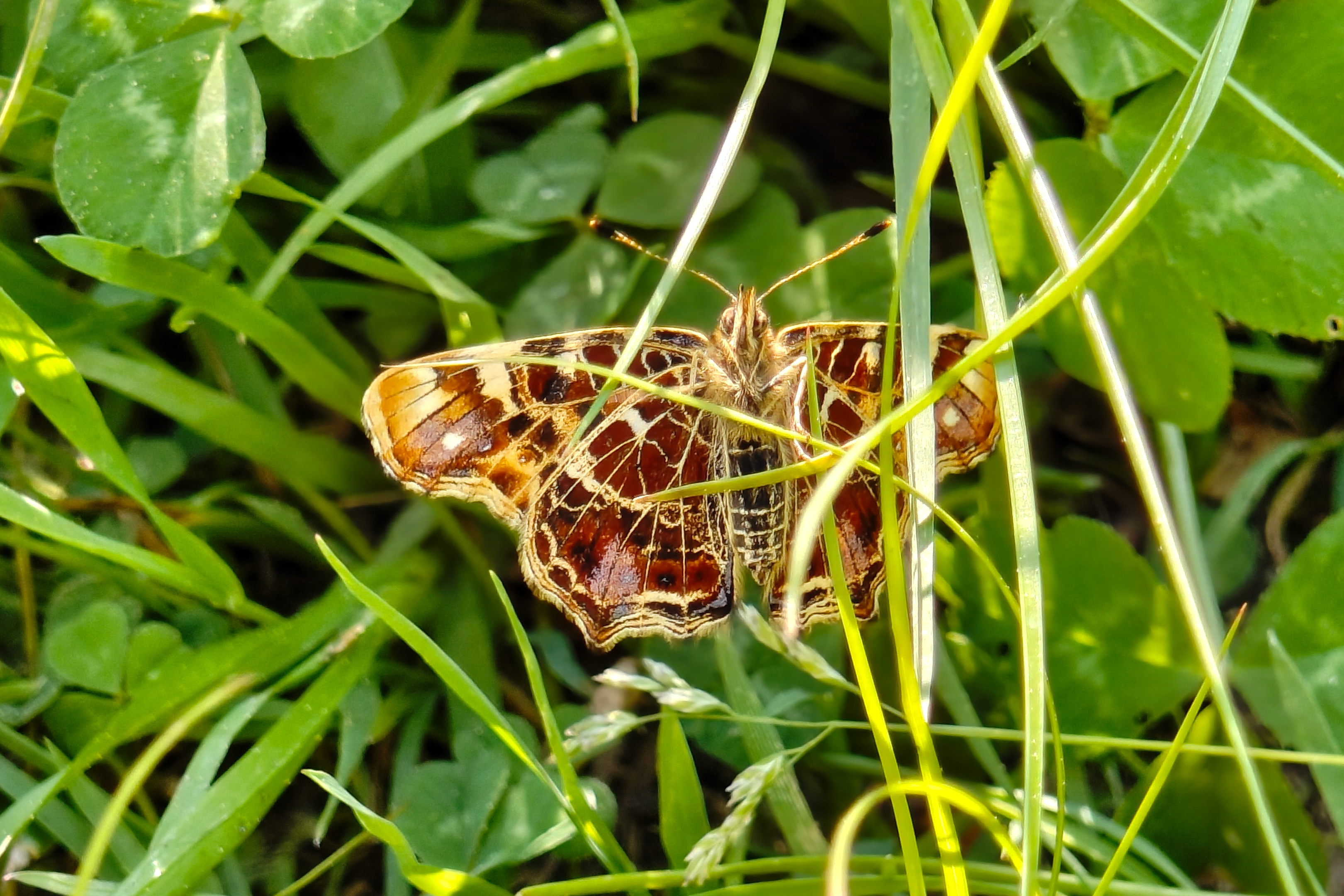 Frühlingsform, Flügelunterseite