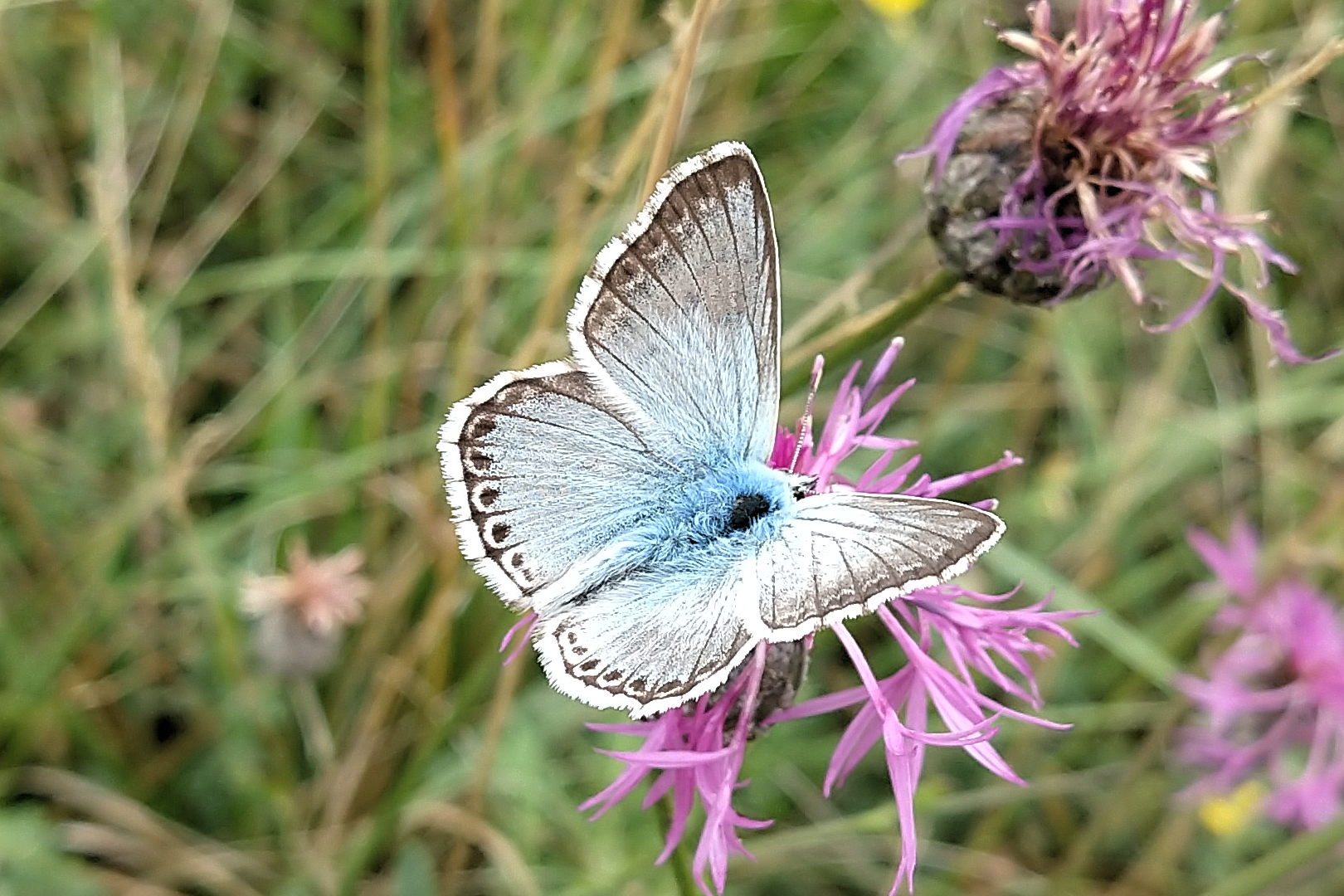 Männchen, Flügeloberseite
