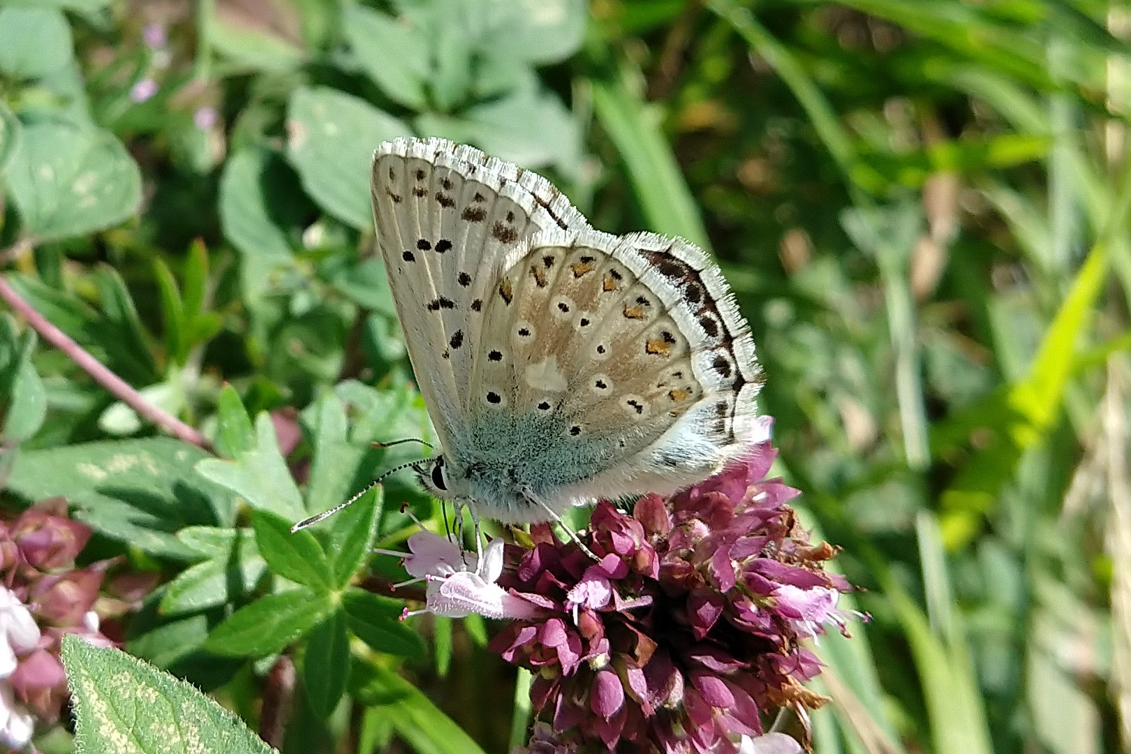 Männchen, Flügelunterseite